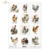 zwierzęta, wieś, kura, kury, kurka, kurki, kogut, koguty, drób, Early Spring, animals, countryside, hen, hens, rooster, roosters, poultry, Tiere, Landschaft, Henne, Hühner, Hahn, Hähne, Geflügel, Frühlingsanfang, animales